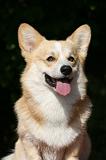 CORGI PEMBROKE 1052
